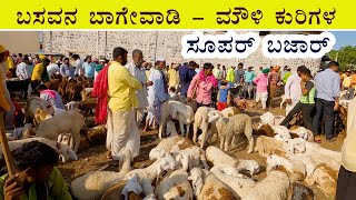 Bagewadi santhe - Super bazaar for Mouli breed sheep