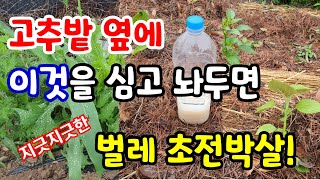 고추밭 옆에 페트병과 '이것'을 심고 두면 지긋지긋한 고추 벌레 해충 싹다 사라집니다