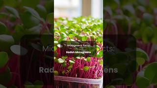 Microgreens Facts: radish microgreens #microgreens #radish #saladideas