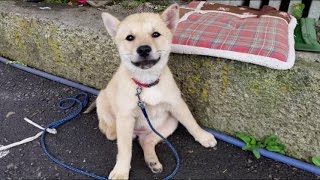 アイヌ犬（北海道犬）3ヶ月のかわいい甘噛み。