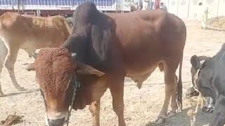 Super Sahiwal Langar Bull