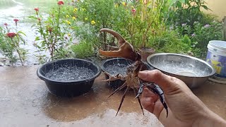 Crab , catching crab at raining. Youtube shorts