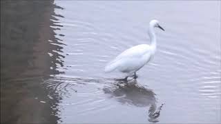 Little Egret on Aller Brook Oct 2018