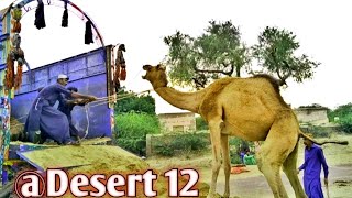 Camel load in truck||Amazing camel video||Camel video||