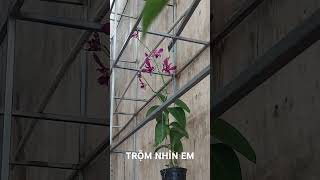 Đôi khi trộm nhìn Lan