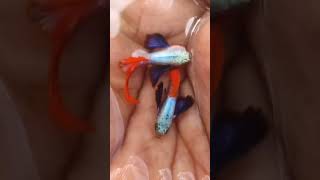 Beautiful guppies #viralvideo #koi #viralshorts #naturelake #fishing #koifish #mrbeast