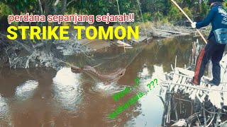 Perdana sepanjang sejarah || nangkul strike ikan toman.... wow tarikannya gaesss..