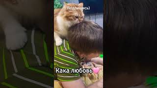 #shorts #котики #юмор Кака #любовь