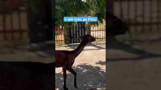 L-am tuns pe Piciu #alpaca