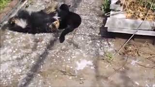 Cat And Dog Fight