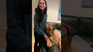 Cute Boerboel & His Sister #shortsfeed #trending #trendingshorts