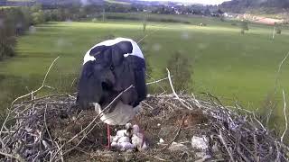 Cigüeña blanca, intervención en un nido (Storchennest Lindheim) Parte II