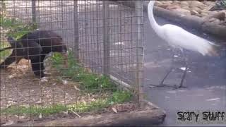 A Captive Eagle Sets a Trap