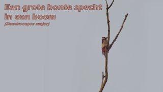 Een grote bonte specht (Dendrocopos major) in een boom