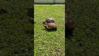 Lunk and Tiny! Sulcatta Tortoises!