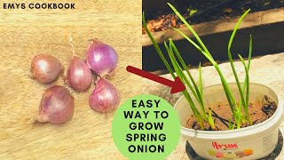 Easy way to Grow Spring onion at your home | No seeds easiest way to grow in small space