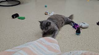 Shelter Cat Margaret Mary Fiercely Battles Prey & Blanket Monster SOLO! [REAL]