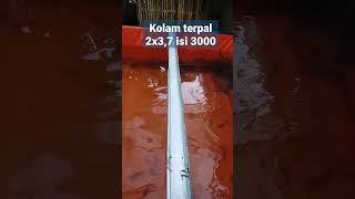 kolam terpal ikan lele