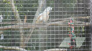 Hilo Zoo Cockatoo