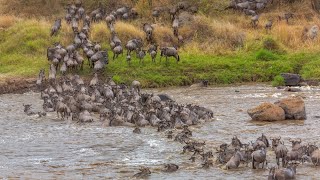 Wildebeest Migration River Crossing Serengeti National Park : 4k animals Documentary