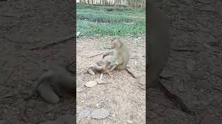 VID20241108165850 monkey play