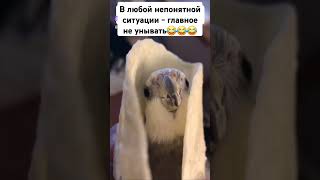 Очень свежая шаверма😂 #shorts #shortsvideo #birds #pets #funny #animals #memes #love #music