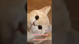 Cute cat mewing #shorts #youtubeshorts #trending #tiktok #status #compilation #viral #2021 #animals