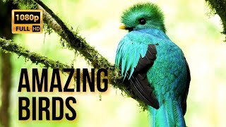 Amazing Birds with Nature Sound part 01