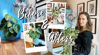 Before and After | Plant Edition