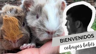 ¡Bienvenidos cobayitos! 🐹🐹