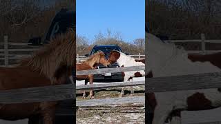 fiesty wild horses of assateague whinnying