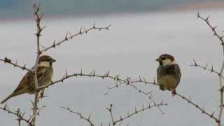 Birds of Morocco - Spanish Sparrow دوري أندلسي