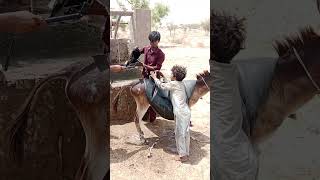 donkey ke opar pani desitret