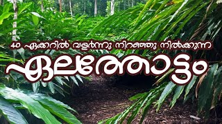 omg.. BIGG!!!  Large Cardamom Plantation | Deep forest | Commercial Planting | kerala