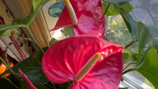 Good Morning from the Kitchen anthuriums, myself and Peter! A big thank you for your support￼