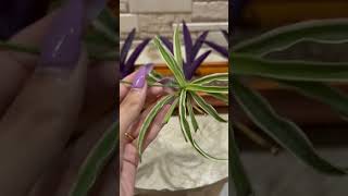 How to grow plants 🪴 #purpleheart #spiderplant #plants #homedecor #garden #verticalgardening