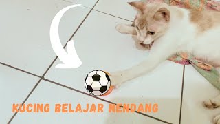 HEBAT !! Kucing belajar nendang sangat lincah sekali