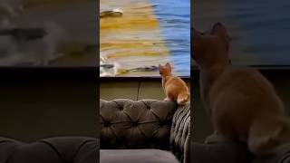 cat attract in tv #catcute #catlore #funny #kittycat #cutecat #animal #catfunny