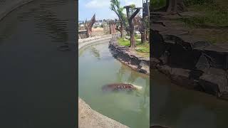 wahhh lucunya anak kudanil sedang berendam #zoo #animals #kebunbinatang  #kudanil