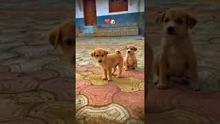 See how cute puppies ❤ one cutest puppy!! #subscribetomychannel #dogswithattitude#dog  #shortvideo