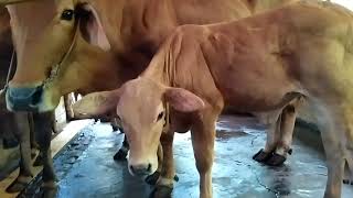 Nuôi bò, bò sinh sản, chọn con giống tốt. 
Choose good breeding cows