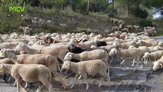 L'AGNEAU des GARRIGUES sortie Pédagogique