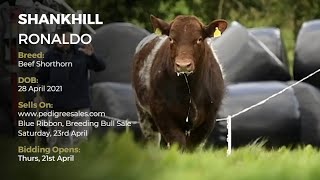 SHANKHILL RONALDO - Beef Shorthorn - Pedigree Sales