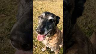 Ranger finding human bone. #belgianmalinois #searchandrescue #workingdog