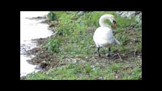 Brighton Swans.wmv