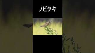 フルバージョンはコメント欄から　ノビタキ捕食