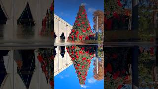 Christmas puddle reflection 🎄🪞💦 #portugal shorts #portugal #puddle #cascais #lisboa #portugal