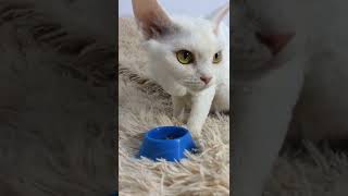 Devon Rex, девон-рекс