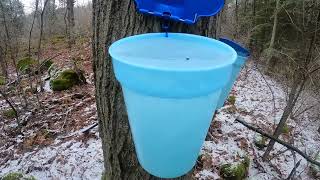 Maple Sap and coyotes