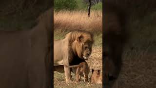 Lion playing with cute cubs 🥰 🥰 🥰 #Shorts